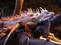 149 BIO PARC DE DOUE LA FONTAINE 1- 2016_000058